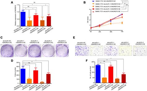 LncRNA LALR1 Upregulates Small Nucleolar RNA SNORD72 To Promote Growth