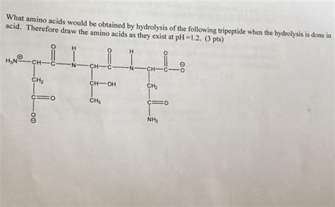 Solved What Amino Acids Would Be Obtained By The Hydrolysis Chegg