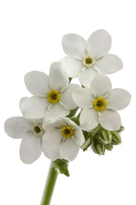 Fleurs Blanches De Myosotis Et De X28 Arvensisand X29 De Myosotis D