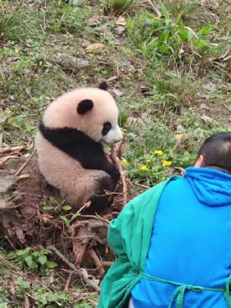 大熊猫莽小五上班往回跑下班不愿走熊猫新浪新闻