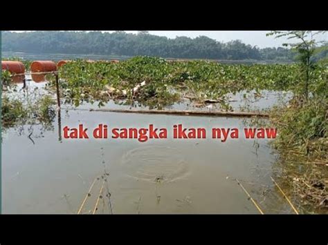 Kembali Mancing Di Cirata Jangari Di Pinggiran Ternyata Ikan Nya Youtube