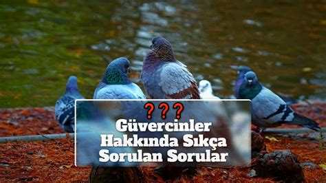 Güvercinler Hakkında Sıkça Sorulan Sorular