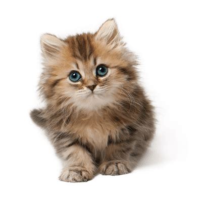 Gato Lindo Gatito PNG Transparente StickPNG