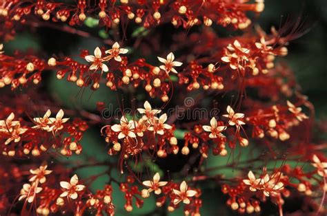 Red Wild Flowers In Trinidad S Rain Forest Stock Photo Image Of