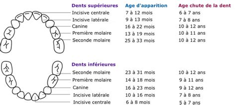 Les dents temporaires de 0 à 6 ans Cabinet dentaire du Semnoz