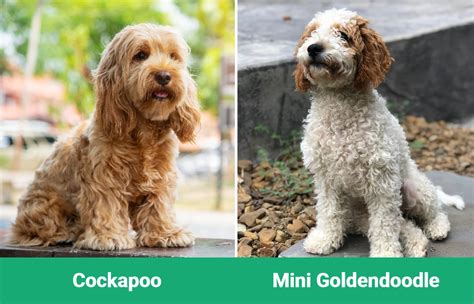 Cockapoo vs Mini Goldendoodle: The Differences (With Pictures) – Dogster