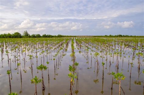 Premium Photo | View of young mangrove tree in the sea with blue sky