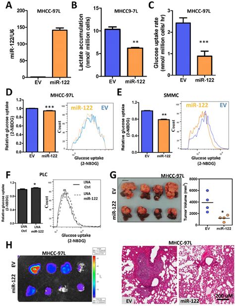 Re Expression Of Mir Suppressed Hcc Growth Through Modulating