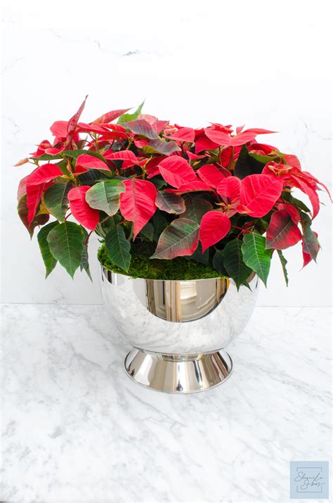 Holiday Poinsettia Arrangement - Shamila Sobers