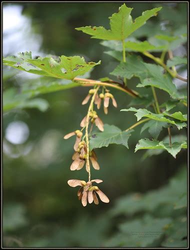 Acer Pseudoplatanus Sycamore Maple Gorski Javor 2018 S 2 Flickr