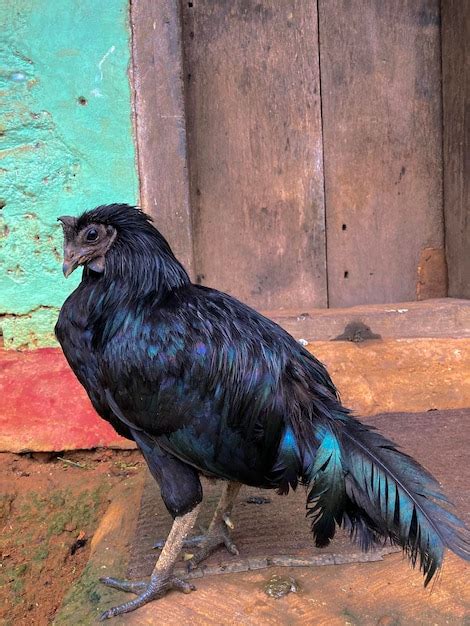 Premium Photo Indian Breed Of Chicken Known As Kadaknath