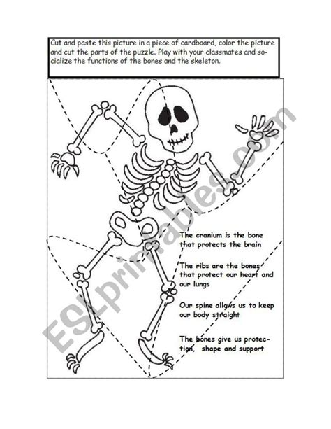 The skeleton puzzle - ESL worksheet by karenlore29