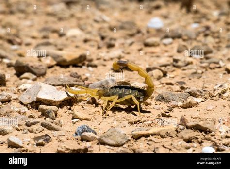 Escorpión deathstalker desde el desierto de Negev tomó una postura