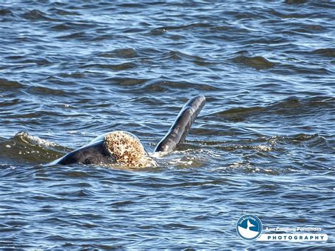 Ballenas Francas Estuvieron En Piri Polis Y Se Espera Buena Temporada