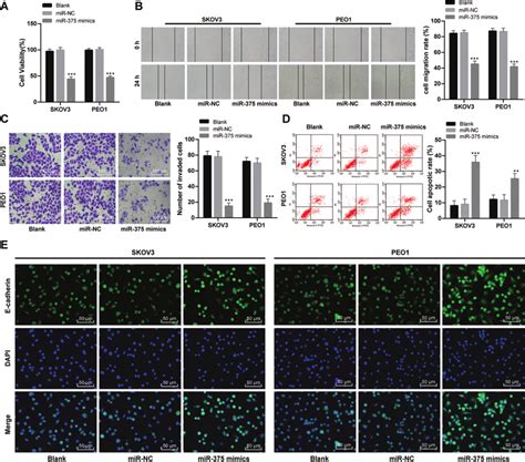 Overexpressed MiR 375 In OC Cell Inhibits Its Malignancy A OC Cell