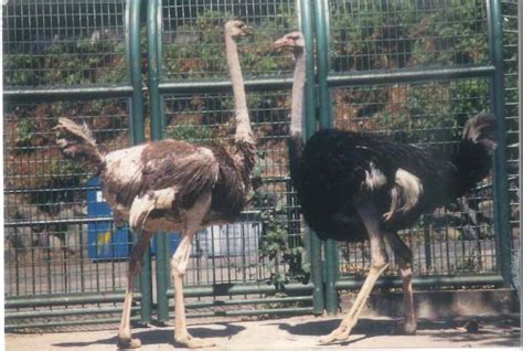 鳥インフルエンザって？動物トピックス｜ブログ野毛山動物園公式サイト｜公益財団法人 横浜市緑の協会