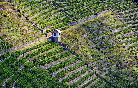 Steil Lagen Wein Foto Simone Mathias Weinheimat Blog