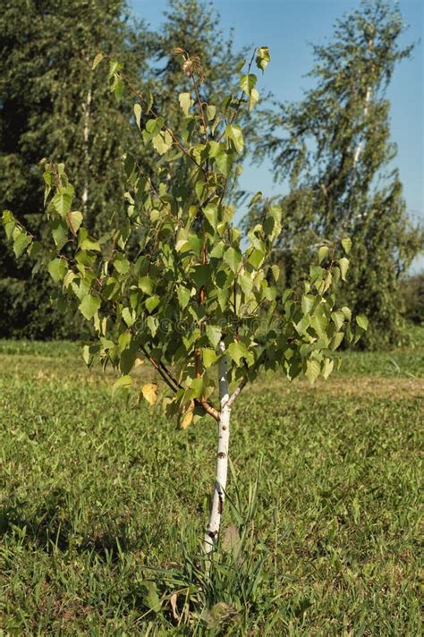 Bouleau De Jeune Arbre Photo Stock Image Du Branchement 57872780