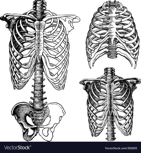 Anatomical Chest Drawings Royalty Free Vector Image Affiliate