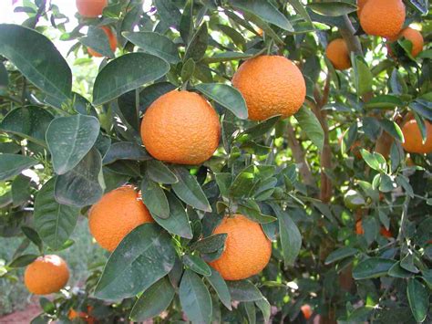 Maestro Mandarin PlantNet Australia