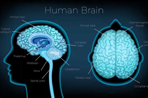 Diffuse Axonal Injury DAI Adalah Apa Ini Kondisi Yang Dialami David