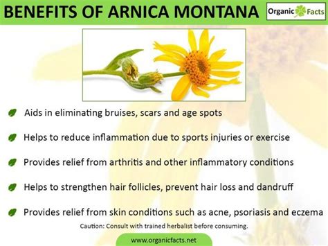 Some Of The Most Unique Health Benefits Of Arnica Montana Include Its