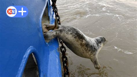 Seehundstation Friedrichskoog Kegelrobben Heuler Ausgewildert