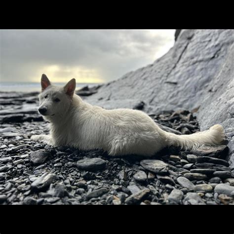 Courbe De Croissance Du Chiot Aulii Berger Blanc Suisse Femelle