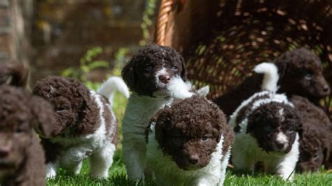 Nati I Cuccioli Di Cane Pi Cari Del Mondo Rarissimi Ecco Quanto Costano