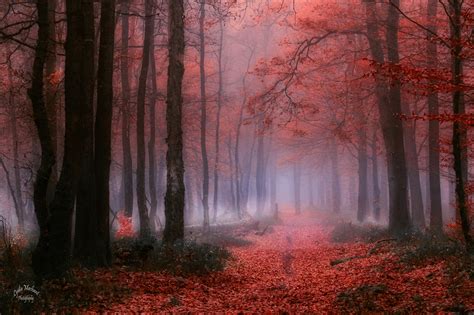 Forest in red on Behance