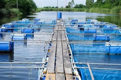 Farming Fishing Cage At 10000 Unit Aquacultre Cage In Mumbai ID