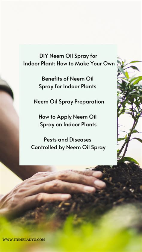 Diy Neem Oil Spray For Indoor Plant How To Make Your Own It S Me Lady G