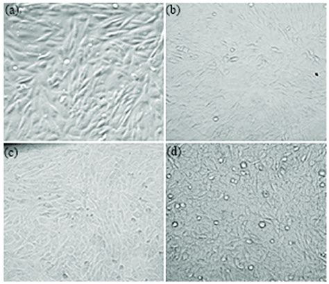 The Morphology Of Mg63 Atcc Crl1427 Cells Grown In The Presence Of Download Scientific