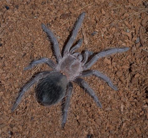 Salmon pink birdeater - Lasiodora parahybana - The Roach Ranch