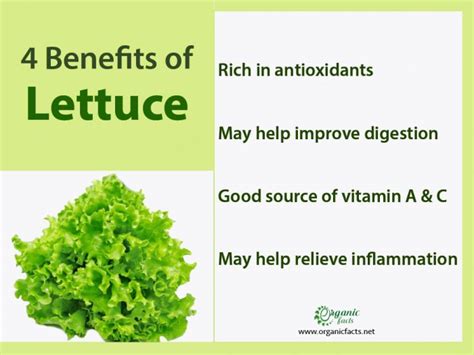 7 Impressive Benefits Of Lettuce