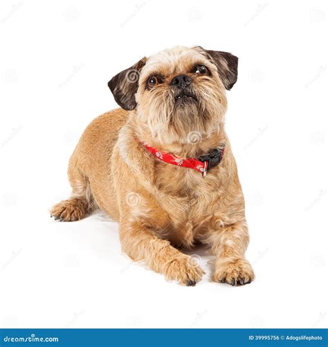 Brussels Griffon Dog Sitting Looking Up Stock Photo Image Of Terrier