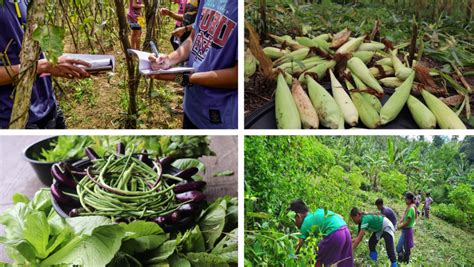 Philippine agriculture – IBON Foundation