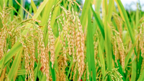 Verano Cultivo De Arroz Planta Hd Fotografía Primer Plano Avance