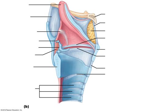 Larynx Midsagittal View Diagram Quizlet