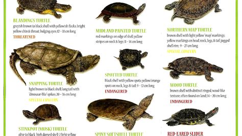 Endangered Turtle Species List Danger Choices