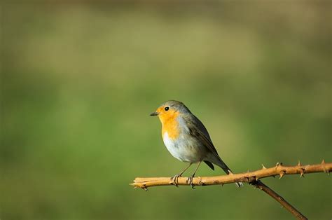 Rouge Gorge Oiseau Chanteur Photo Gratuite Sur Pixabay Pixabay