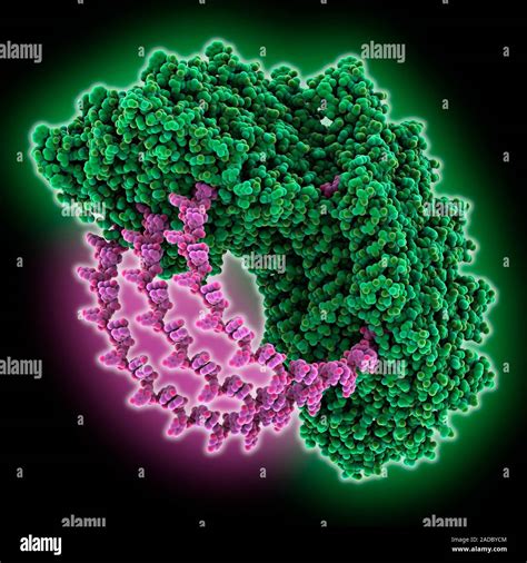 Tobacco Mosaic Virus Coat Protein Computer Model Showing The Helical