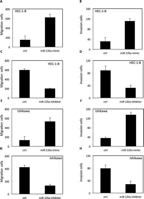 The Effect Of MiR 135a On Migration And Invasion Of HEC 1 B Cells And