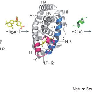 Agonist Induced Conformational Change And RXR Activation On The Left