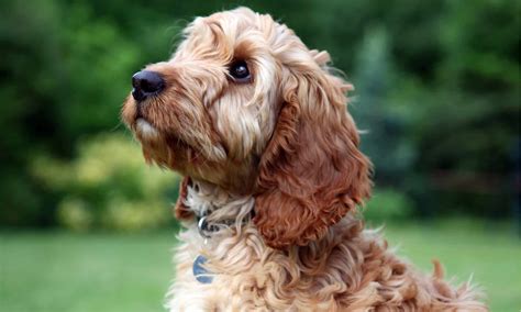 10 Incredible Cockapoo Facts - A-Z Animals