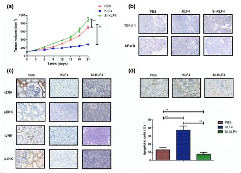 Klf4 Inhibits Nsclc Tumor Growth In Vivo A Effects Of Klf4 On Tumor