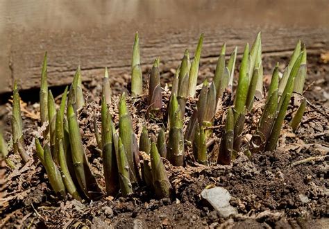 When Is The Best Time To Transplant Perennials Jackson And Perkins