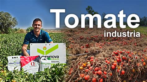 Fertilizaci N Para Engorde De Fruto De Tomate Agri Nova Science