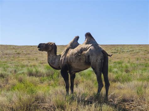 Bactrian camels stock photo. Image of wild, summer, camels - 101733894