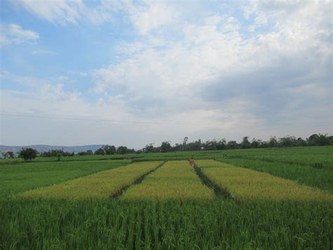 Achieving Profitable Rice Crop Through Balanced Fertilizer Mix The